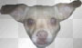 Peanuts Face