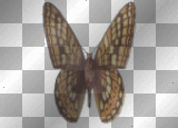 fall butterfly
