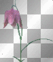 animated flower