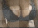 boobs