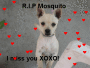 lisas & moniques poor puppy died dec. 4 . 2007 ;(