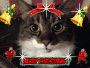 xmaslily