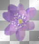 Spring Flower