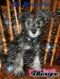 best friends puppy