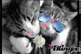 c'est chat l'amour...