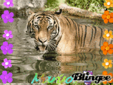tigre
