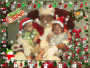 Merry Christmas From the Ricketts Family
