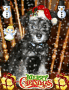 merry christmas from bruno