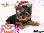 my dog