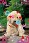sootierulls