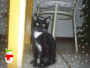 sr.dosgatos