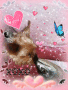 Raychan999