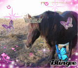 bess de koningging van de vlinders