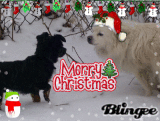 the dogs