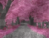 pink trees