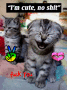 FUNYY CAT