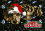 Denethor - Kelly's Dog