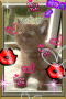 putty tat putty tat