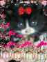 Animated Picture