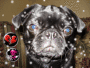 my dog(pug)