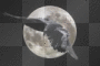 Raven Moon