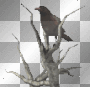 Raven Branch