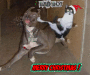 chritmas kitty