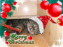 MY CAT