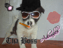 my cute puppy