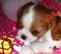 cute xmas pup cute xmas pup