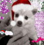 xmaspup xmaspup