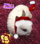 xmas bunny xmas bunny