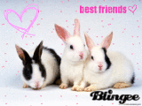 Rabbit Friends Rabbit Friends