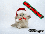 Santa Cat