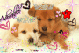 puppies