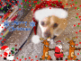 PET HOLIDAYS