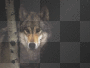 wolf background