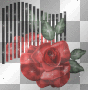 red rose red rose