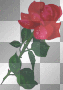 rose with rain drops