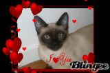 billycat250