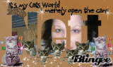 my cats world