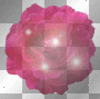 Rose glow