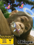 monkey monkey
