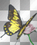,l,lccc