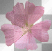 color flower