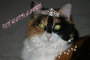 DIVA KITTY