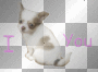 puppy love