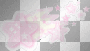stelle rosa