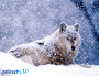 loups