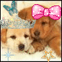 puppys